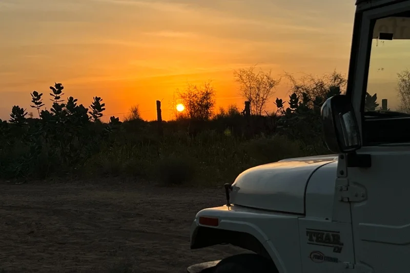 Forest Safari in the Surrounding Wilds